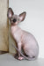 Cute Hairless Sphynx cat from Awen Canadian Sphynx Kitten collection