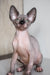 Cute Hairless Sphynx cat from Awen Canadian Sphynx Kitten collection