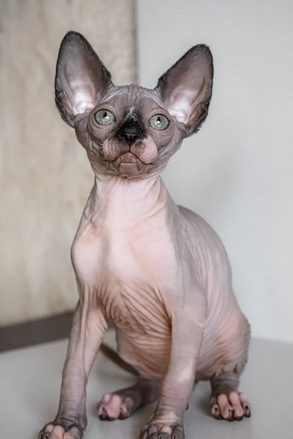 Cute Hairless Sphynx cat from Awen Canadian Sphynx Kitten collection