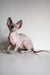 Adorable Hairless Sphynx cat from Awen Canadian Sphynx Kitten collection