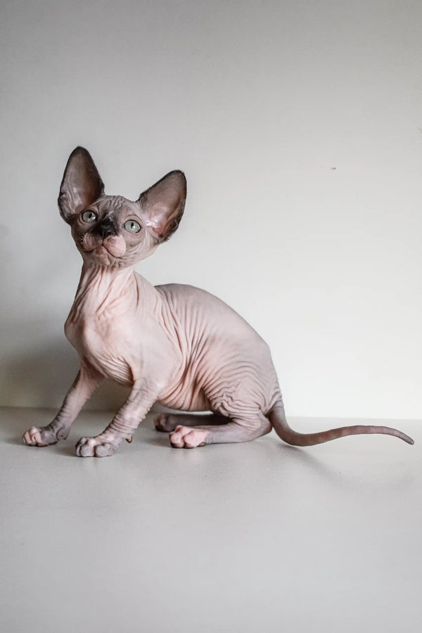 Adorable Hairless Sphynx cat from Awen Canadian Sphynx Kitten collection
