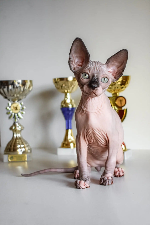 Hairless Sphynx cat in Awen’s adorable Canadian Sphynx Kitten product