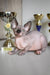 Adorable Hairless Sphynx Cat featured in Awen Canadian Sphynx Kitten product