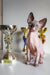 Hairless Canadian Sphynx kitten posing with trophies, showcasing its adorable charm