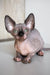 Cute hairless Awen Canadian Sphynx kitten with big ears and playful energy