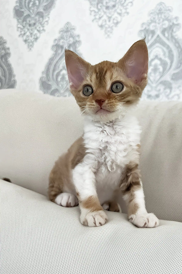 Ayra | devon rex kitten
