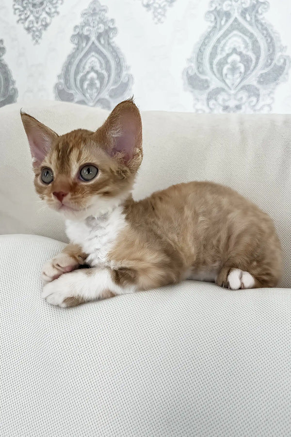 Ayra | devon rex kitten
