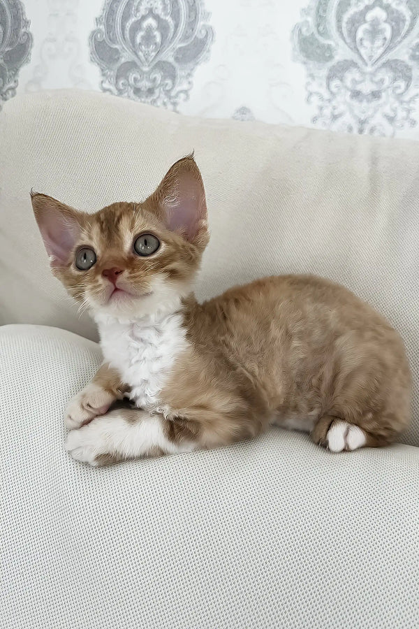 Ayra | devon rex kitten