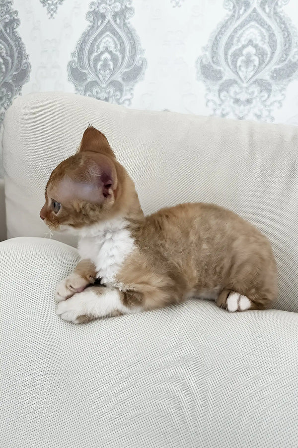 Ayra | devon rex kitten