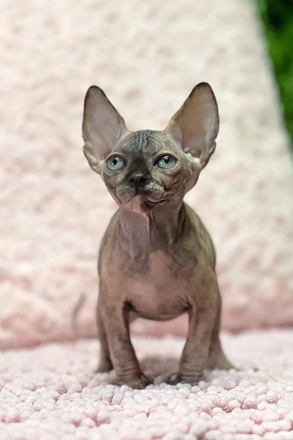 Aziza | sphynx kitten