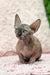 Aziza | sphynx kitten