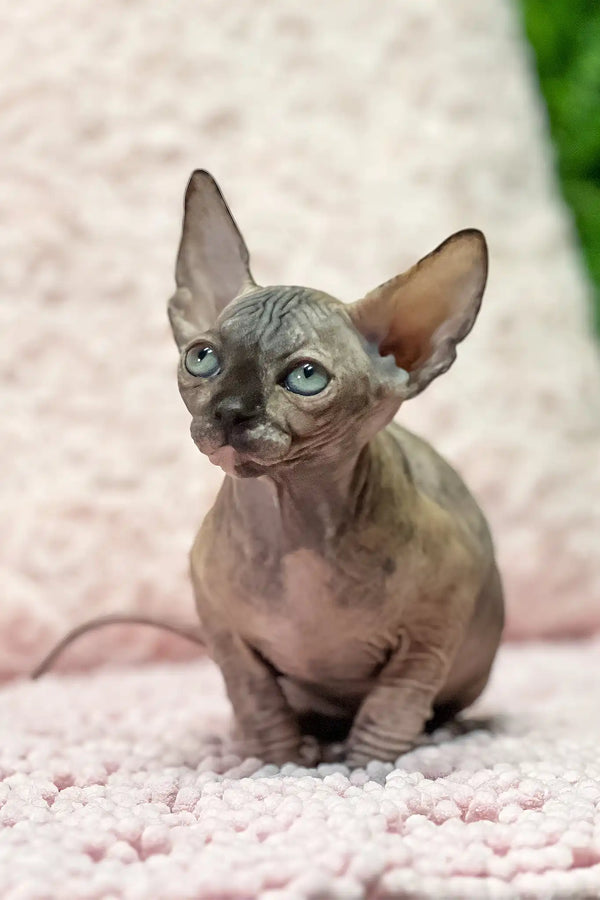 Aziza | sphynx kitten