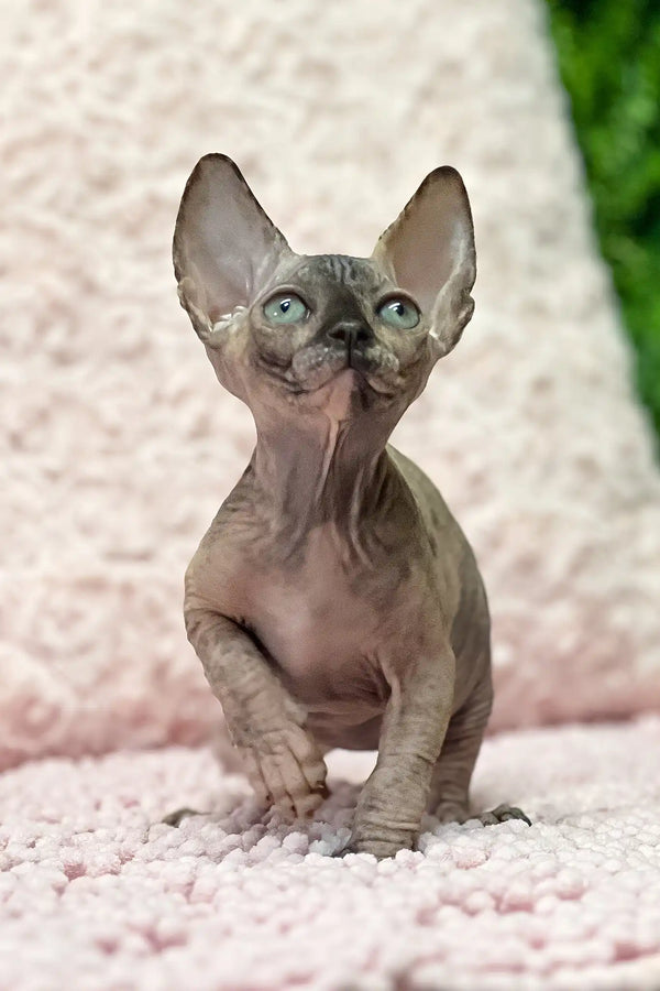 Aziza | sphynx kitten