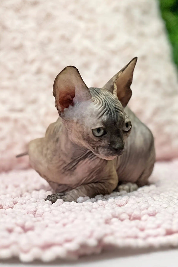 Aziza | sphynx kitten