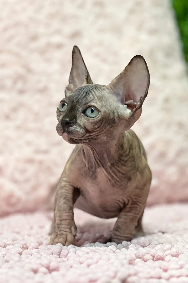 Aziza | sphynx kitten