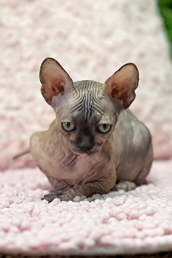 Aziza | sphynx kitten