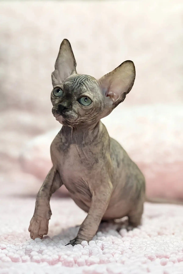 Aziza | sphynx kitten