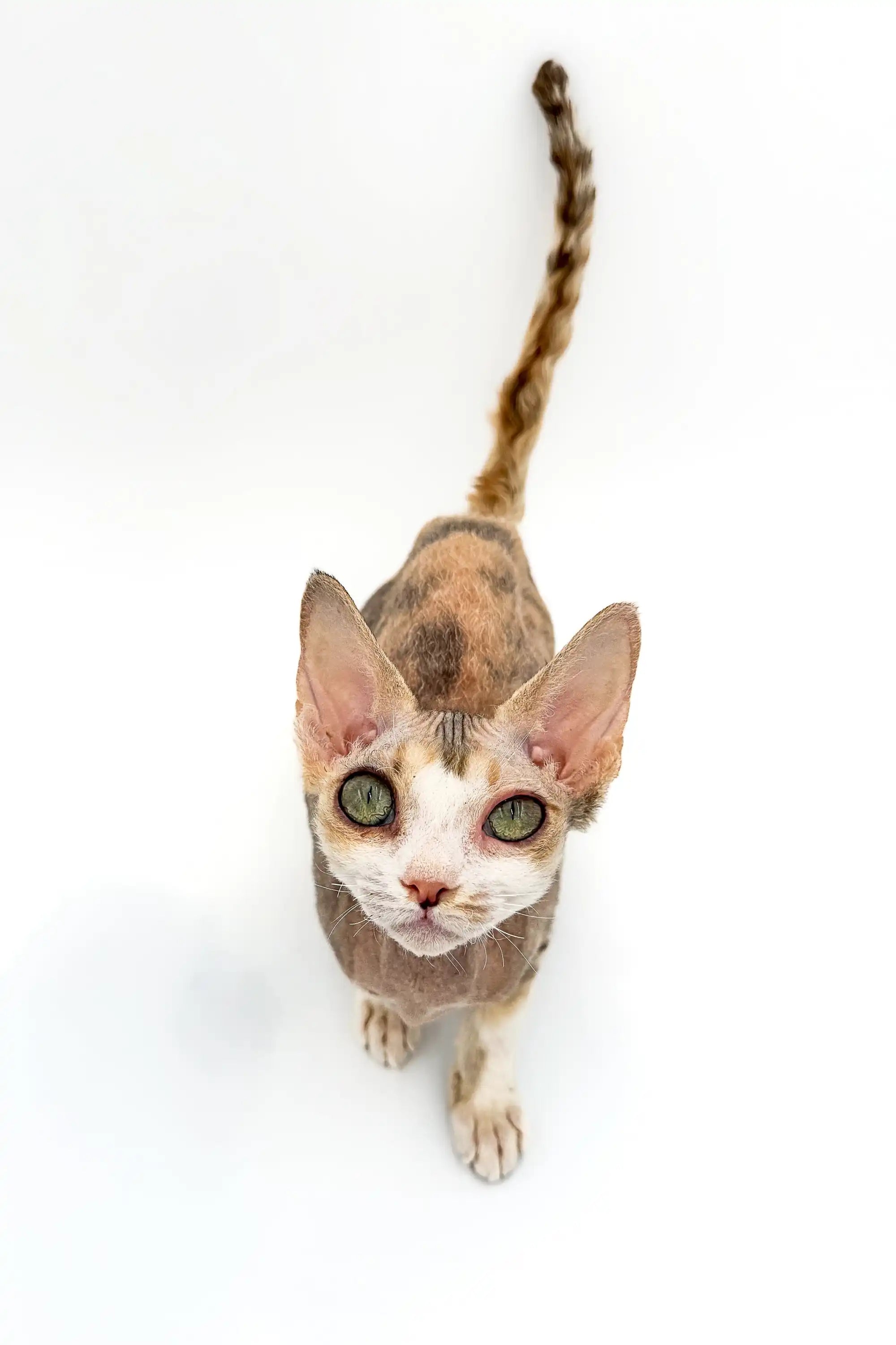 Devon Rex Kittens For Sale Azula | Kitten