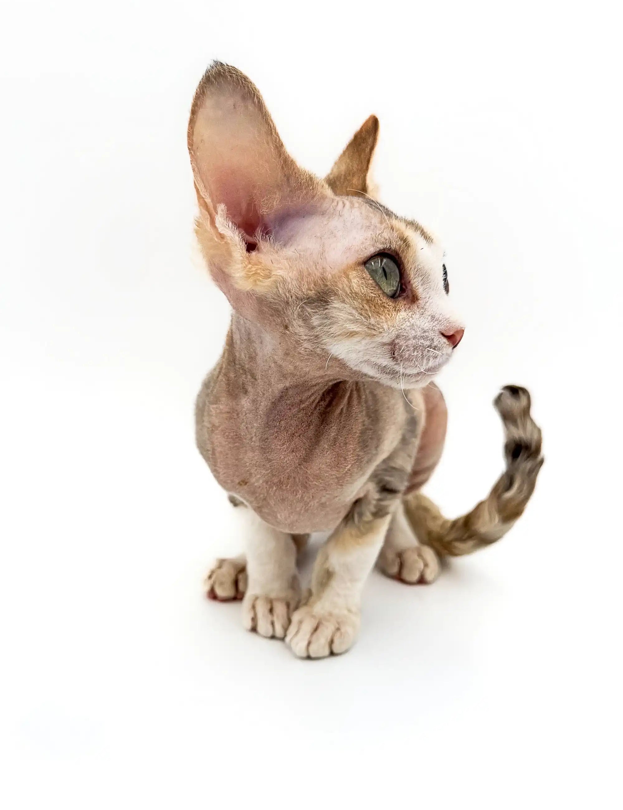 Devon Rex Kittens For Sale Azula | Kitten