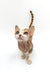 Hairless Azula Devon Rex kitten with big ears and striped tail gazing up