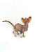 Cute Hairless Azula Devon Rex Kitten with big ears and a striped tail