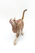 Hairless Azula Devon Rex kitten with wrinkled skin and striped tail on white surface