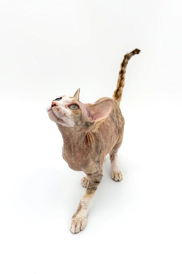 Hairless Azula Devon Rex kitten with wrinkled skin and striped tail on white surface