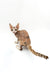 Cute Azula Devon Rex kitten with big ears and a fluffy tail, perfect for cuddles