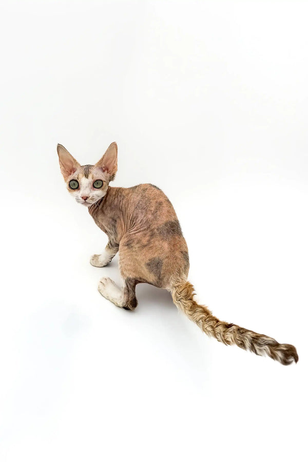 Cute Azula Devon Rex kitten with big ears and a fluffy tail, perfect for cuddles