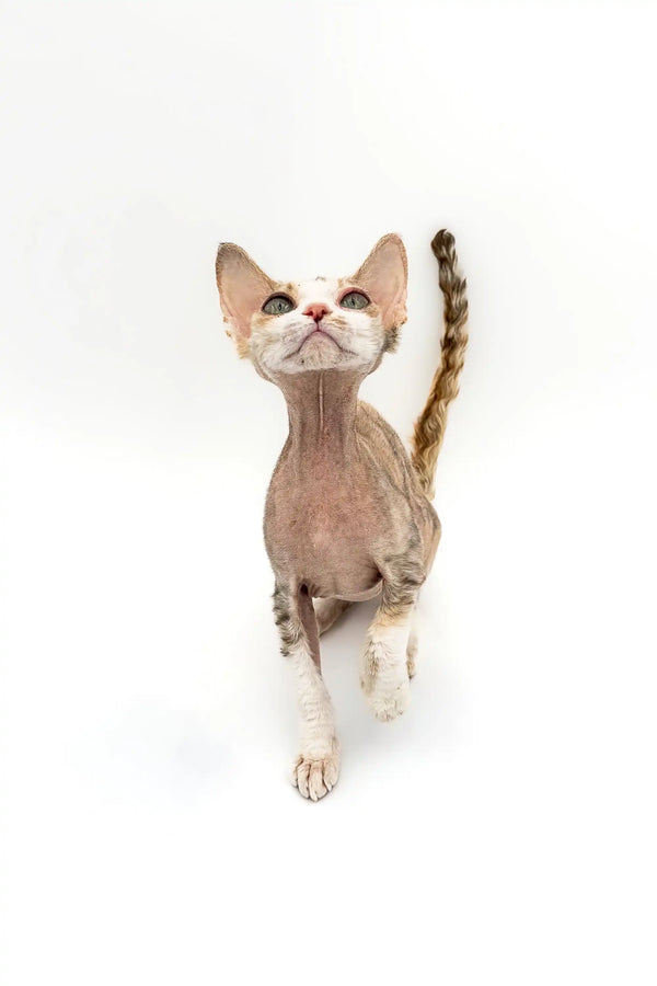 Hairless Azula Devon Rex kitten with big ears and striped tail gazing upwards