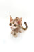 Cute Azula Devon Rex kitten with big ears and a striped tail for your pet collection