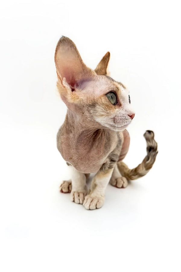 Hairless Sphynx cat with large ears, a unique look for Azula Devon Rex kitten