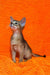 Baby | abyssinian kitten