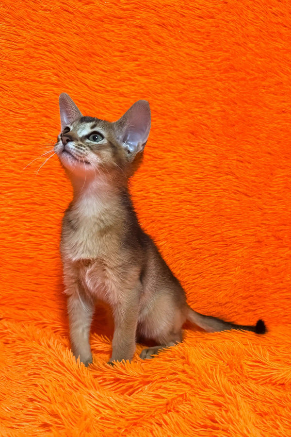 Baby | abyssinian kitten