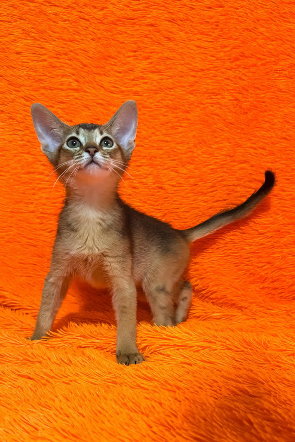 Baby | abyssinian kitten