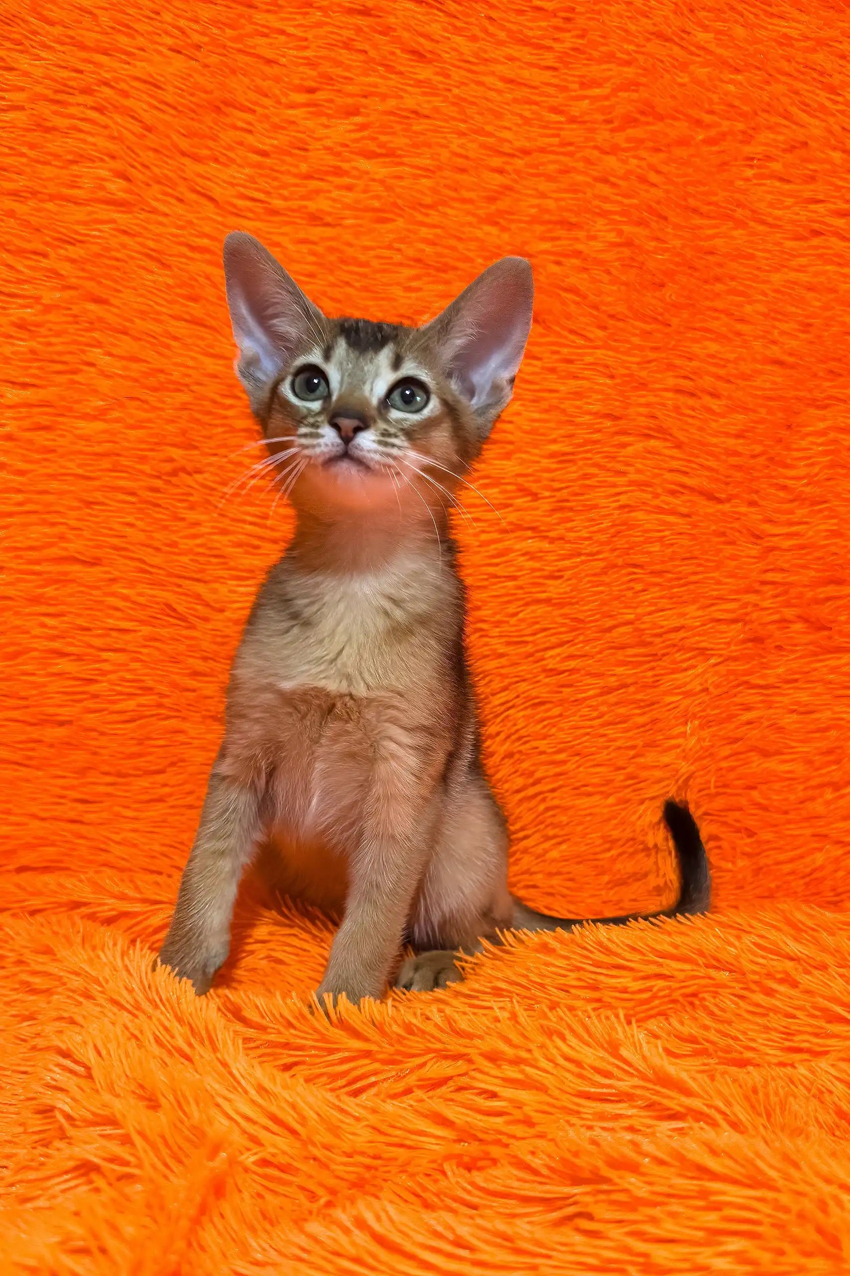 Baby | Abyssinian Kitten