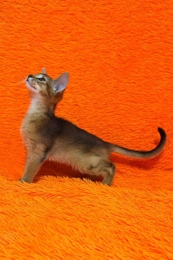 Baby | abyssinian kitten