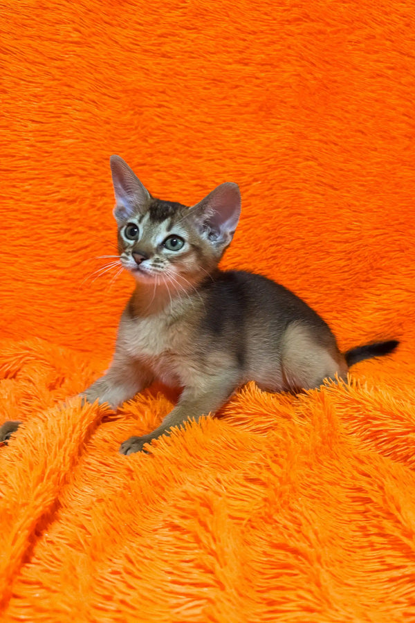 Baby | abyssinian kitten