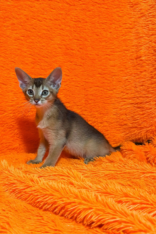 Baby | abyssinian kitten