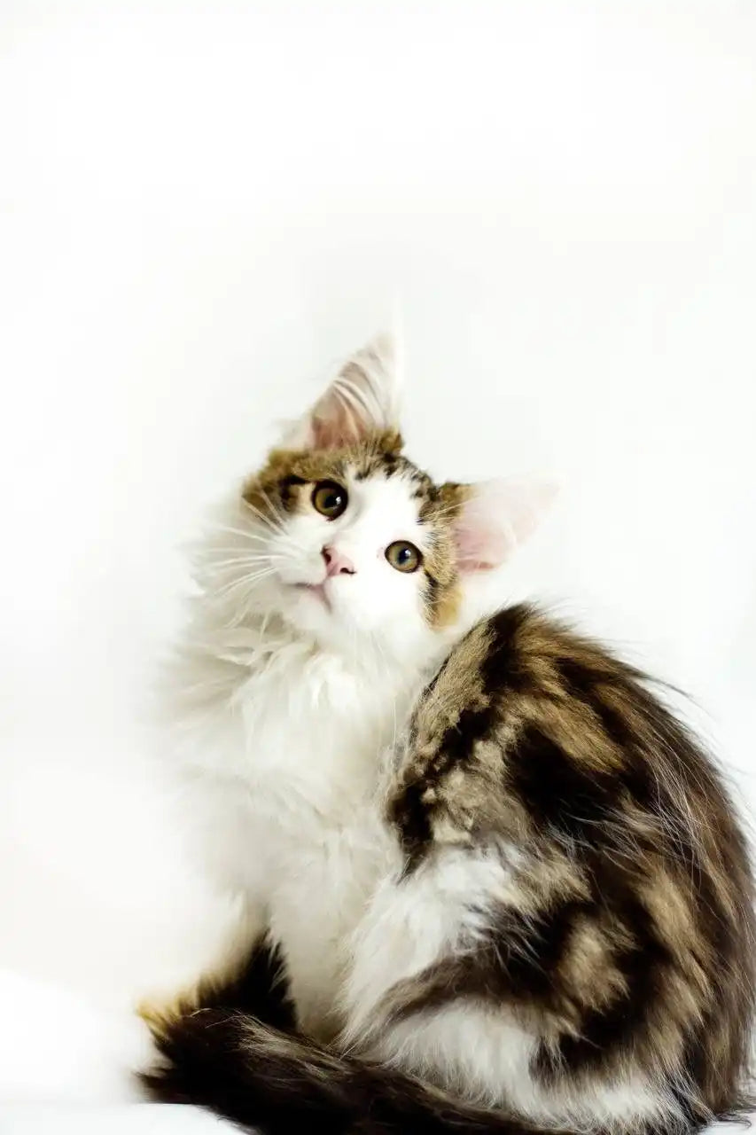 Maine Coon Kittens for Sale Baby | Kitten