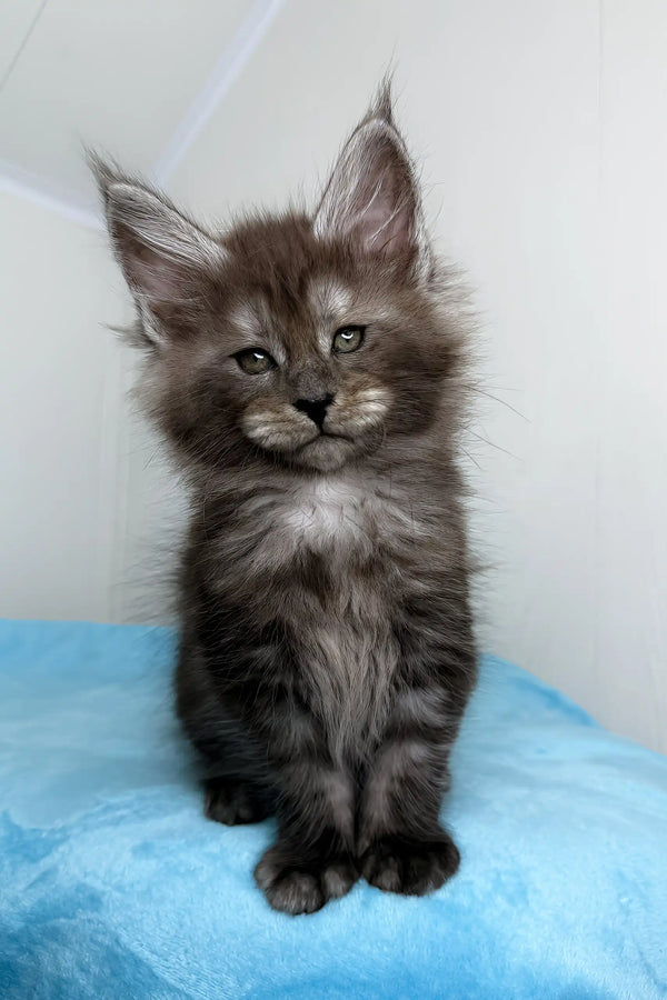 Fluffy gray Maine Coon kitten from Baffi Maine Coon Kitten collection