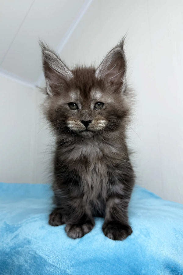 Gray Maine Coon kitten from Baffi, the ultimate kitten companion