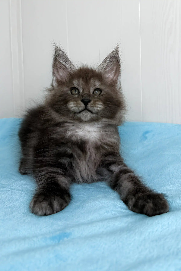 Gray Maine Coon kitten with fluffy fur featured in Baffi | Maine Coon Kitten product