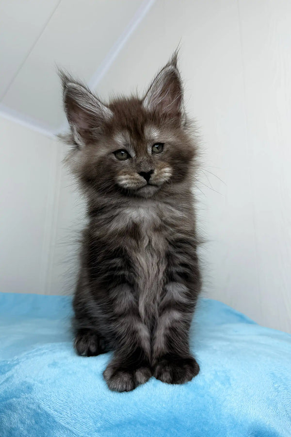 Adorable Gray Maine Coon kitten featured in Baffi Maine Coon Kitten product