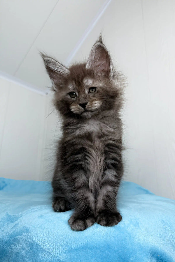 Gray tabby Maine Coon kitten in Baffi product showcasing adorable feline charm