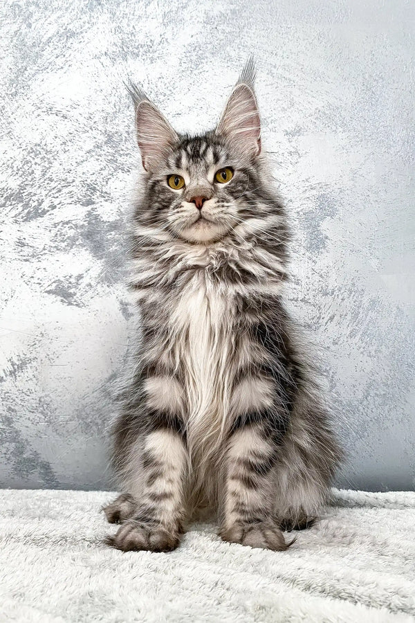 Gray tabby Maine Coon cat in the Baffy Maine Coon Kitten product display