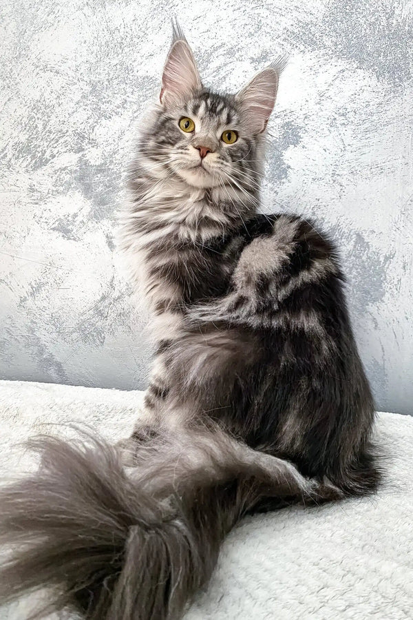 Majestic gray tabby Maine Coon cat Baffy showcasing playful kitten charm