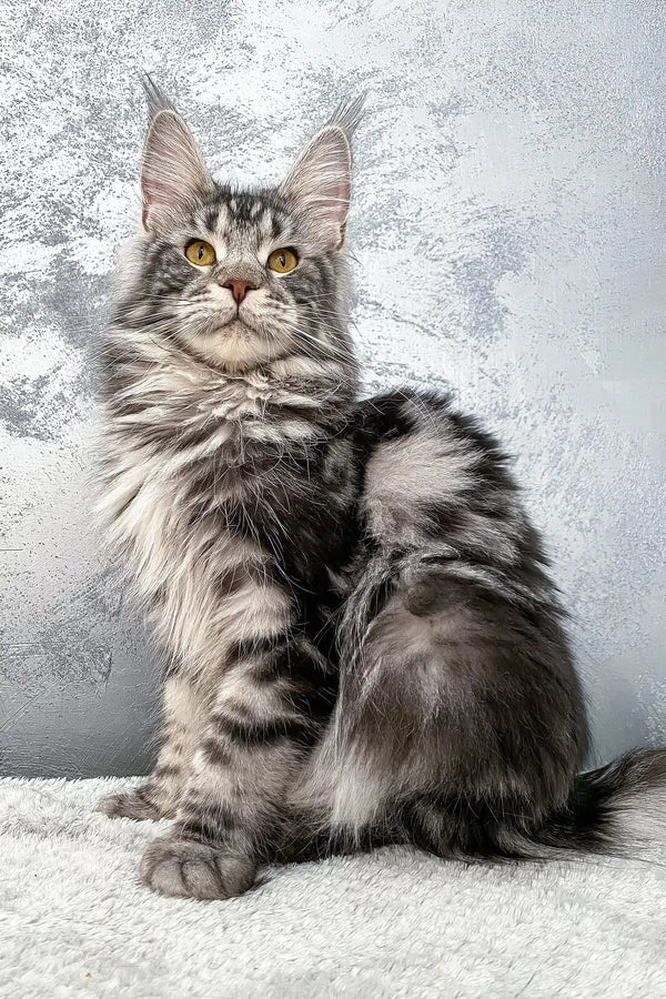 Silver Tabby Maine Coon Kitten named Baffy, adorable and fluffy fur
