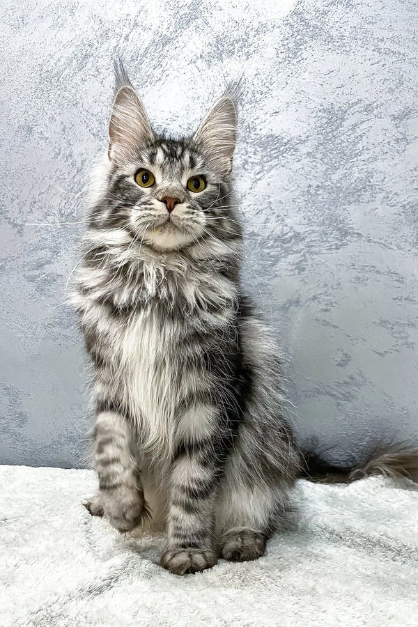 Cute Silver Tabby Maine Coon Kitten from Baffy | Maine Coon Kitten collection