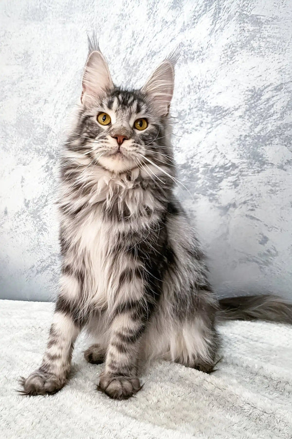 Silver tabby Maine Coon cat Baffy, adorable and playful kitten for sale